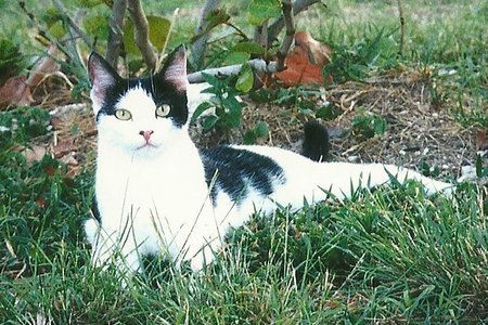Gina
