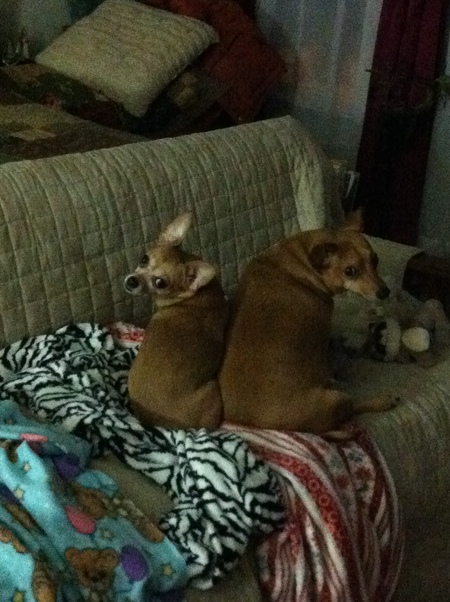 Bella and Brandie Harvin