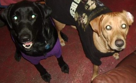 Shadow & Buddy