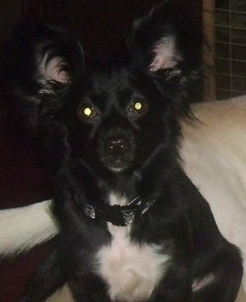 Gizmo