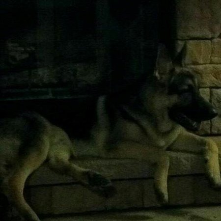 Gunny