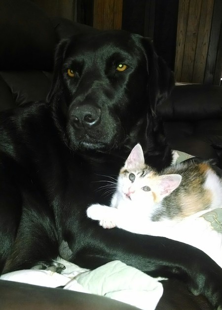 Lucky & Rusty BFF's!