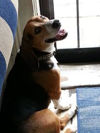 Snoop Dog