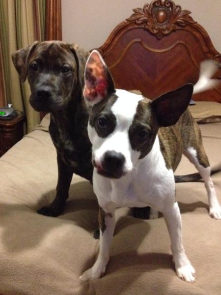 Sam & Pistol 