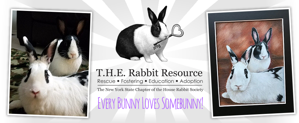 Banner for Every Bunny Loves Somebunny!