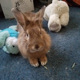 Entry image for Butterscotch