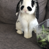 Entry image for Chester