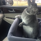 Entry image for Goober