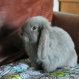 Entry image for Nimbus Cloud