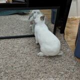 Entry image for Octavius 