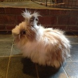 Entry image for Marshmallow 