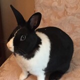 Entry image for Bixby