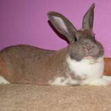 Entry image for Winston