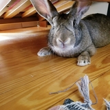 Entry image for Lady Alice Brown Leaf Button