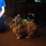 Entry image for Ariel