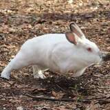 Entry image for Janis Hoplin