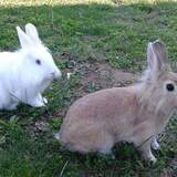 Entry image for Cream and Sugar