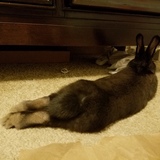 Entry image for Hershey (In Loving Memory) 