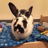 Entry image for Dottie