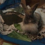 Entry image for Hank