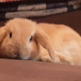 Entry image for Lukin