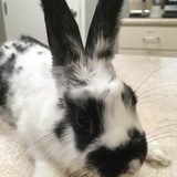 Entry image for Oreo