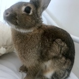 Entry image for Lily