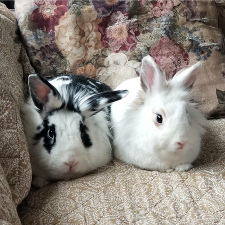 Entry image for Mikey and Bunny. Clicking this image will show a larger photo