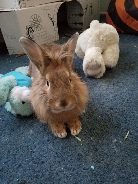 Entry image for Butterscotch. Clicking this image will show a larger photo