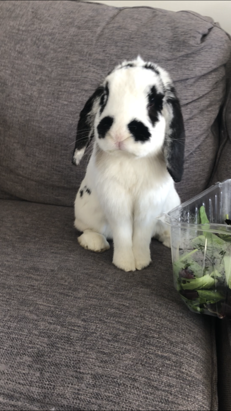 Entry image for Chester. Clicking this image will show a larger photo