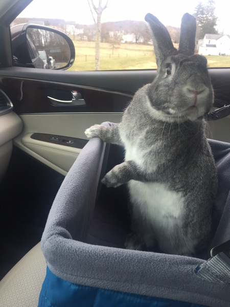 Entry image for Goober. Clicking this image will show a larger photo