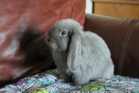 Entry image for Nimbus Cloud. Clicking this image will show a larger photo