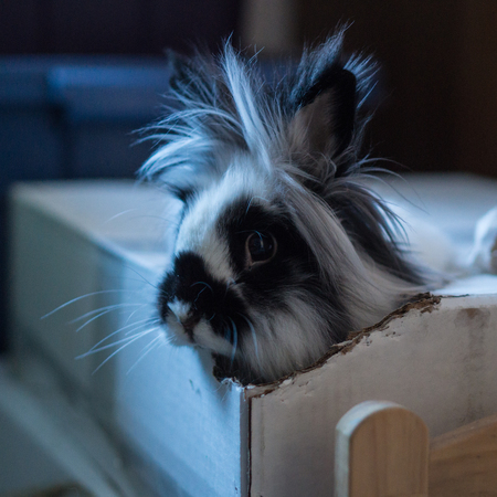 Entry image for Ophelia . Clicking this image will show a larger photo