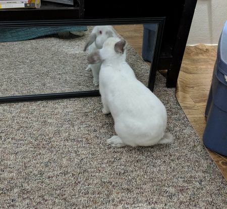 Entry image for Octavius . Clicking this image will show a larger photo