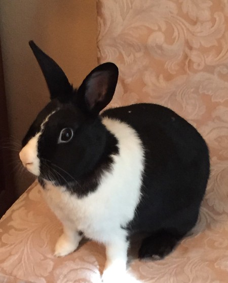 Entry image for Bixby. Clicking this image will show a larger photo