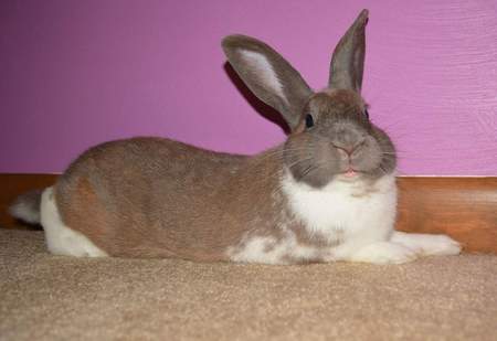 Entry image for Winston. Clicking this image will show a larger photo