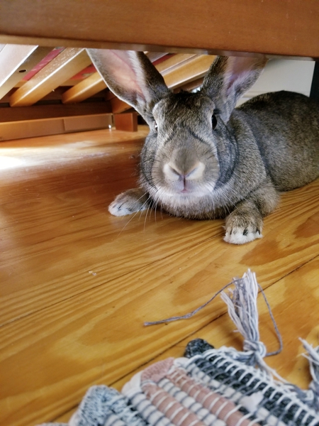 Entry image for Lady Alice Brown Leaf Button. Clicking this image will show a larger photo