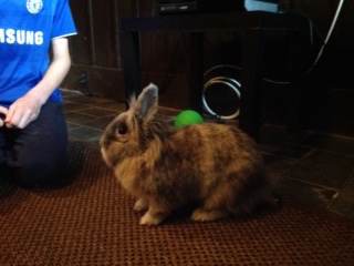 Entry image for Ariel. Clicking this image will show a larger photo