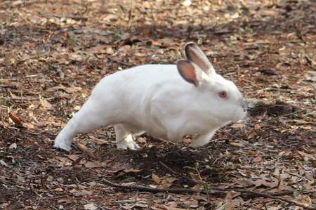 Entry image for Janis Hoplin. Clicking this image will show a larger photo