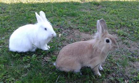 Entry image for Cream and Sugar. Clicking this image will show a larger photo