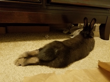 Entry image for Hershey (In Loving Memory) . Clicking this image will show a larger photo