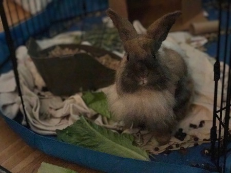 Entry image for Hank. Clicking this image will show a larger photo