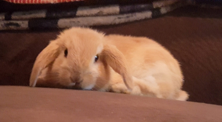 Entry image for Lukin. Clicking this image will show a larger photo