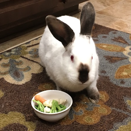 Entry image for Mocha. Clicking this image will show a larger photo