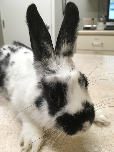 Entry image for Oreo. Clicking this image will show a larger photo