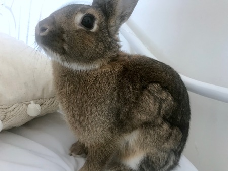 Entry image for Lily. Clicking this image will show a larger photo