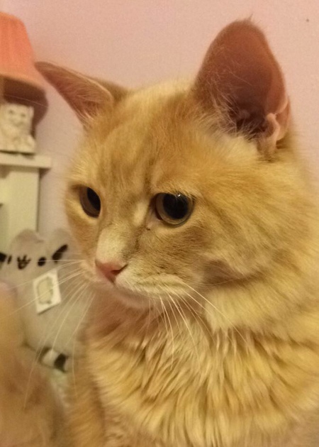 Milo