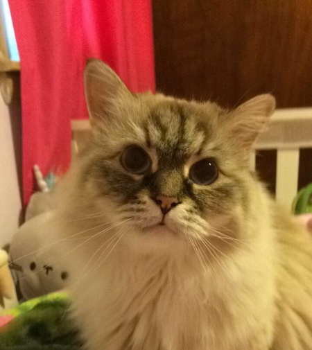 Mia