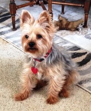 Ralphie