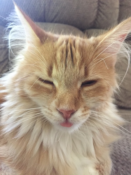 Snigglefritz